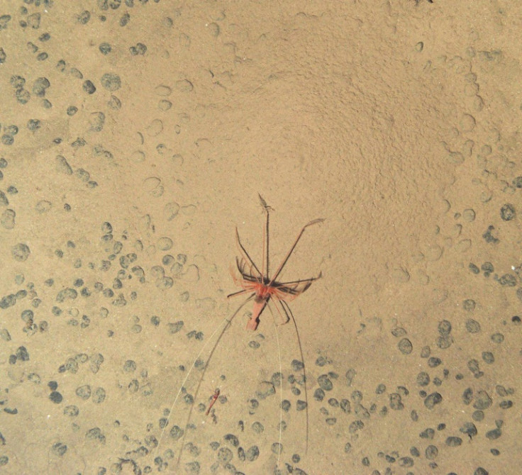 Una imagen del Centro Nacional de Oceanografía muestra un camarón Bathystylodactylus echinus fotografiado por un robot marino autónomo durante una expedición al abismo del Pacífico NE