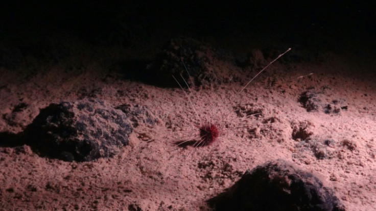 El erizo abisal Plesiodiadema globulosum es uno de los invertebrados más abundantes en la región del Pacífico NE en una zona repleta de biodiversidad