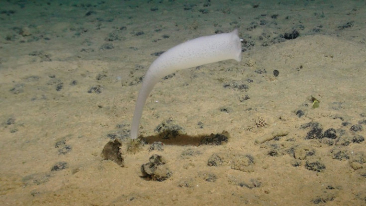 Una esponja de vidrio de la familia Euplectellidae, una de las innumerables criaturas que se encuentran en la Zona Clarion-Clipperton, hogar de miles de especies previamente desconocidas para la ciencia y más complejas de lo que se pensaba.