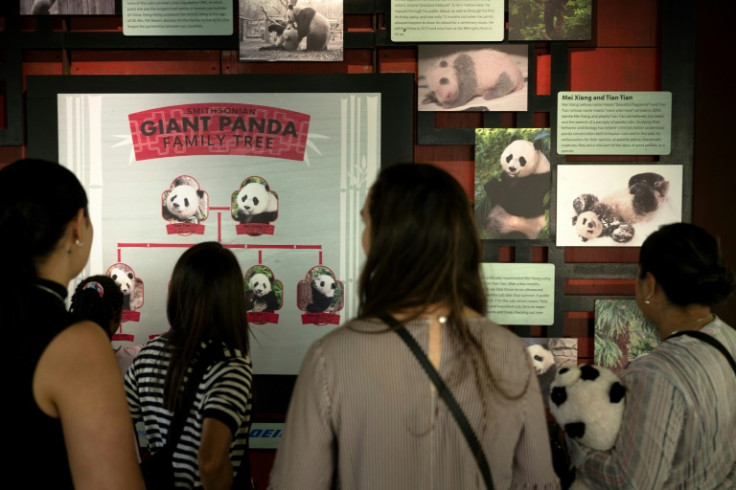Una exposición describe el exitoso programa de cría de pandas gigantes del zoológico Smithsonian