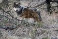El lobo gris mexicano es una especie que habita tanto