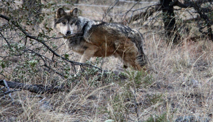El lobo gris mexicano es una especie que habita tanto